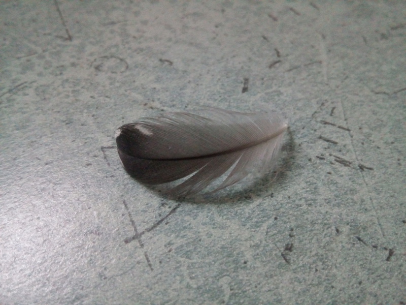 A quel oiseau appartient cette plume? Img_2012