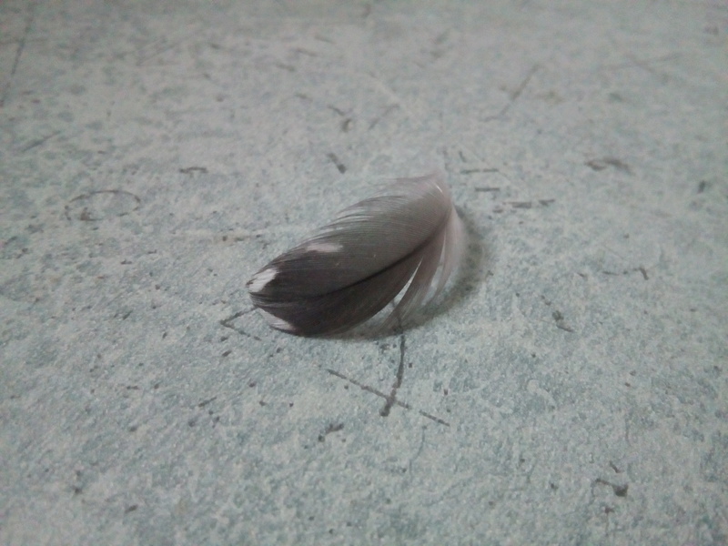 A quel oiseau appartient cette plume? Img_2013