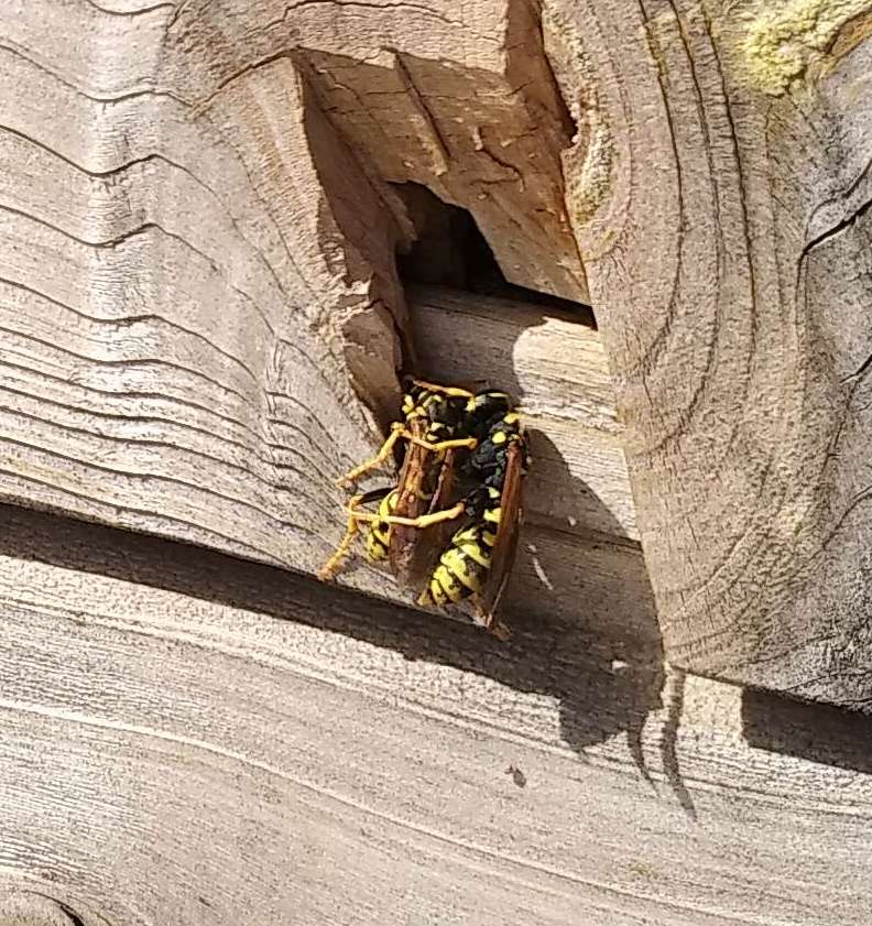 Nid de guêpes dans bardage maison ossature bois 2 années de suite Img_2015