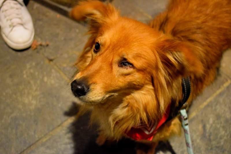 jamie - JAMIE - joli petit chien borgne, croisé de petite taille, né environ mars 2015, sociable - (PASCANI) - Remember Me Land - Adopté par Lola ( 84) - Page 3 660d9310