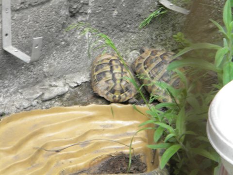 tortue et ras Parc_a10