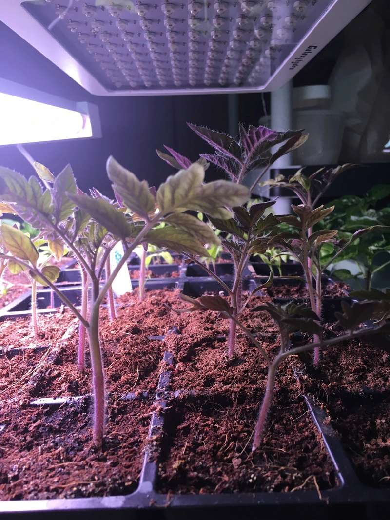 Purple seedliings 180e3510