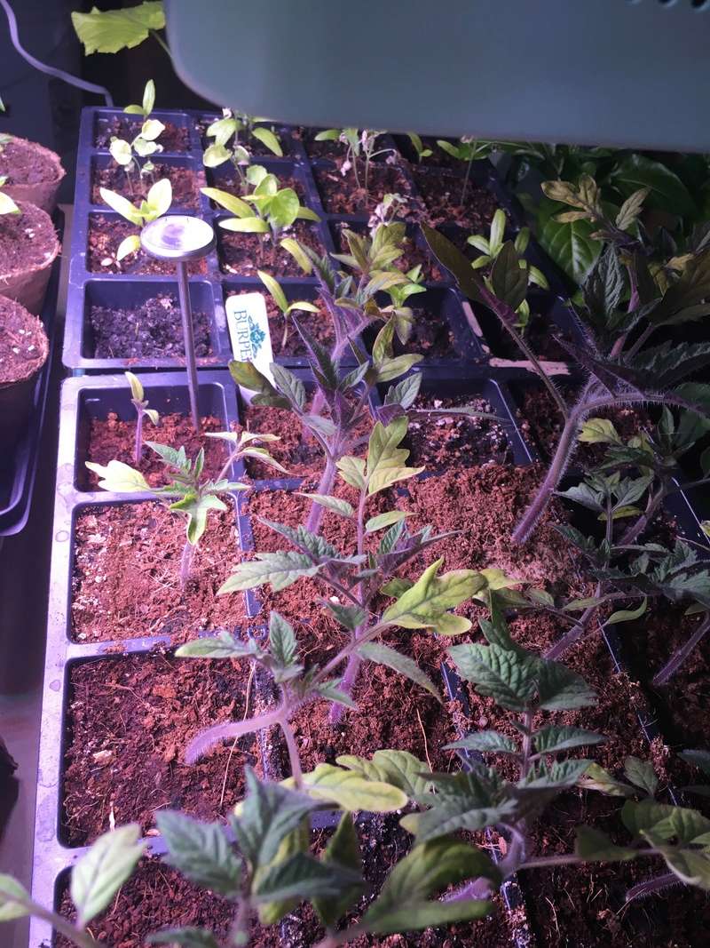 Purple seedliings 58ac1510