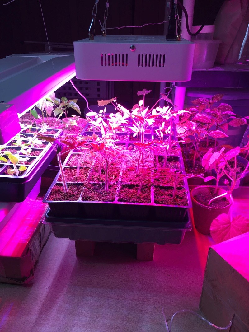 Purple seedliings Be1cca10