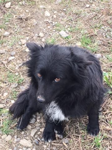 KIKI/ Femelle/ née en 2016/ Maman de 3 chiots/  taille petite/adoptée  30007810