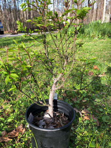 Euonymus alatus 'Compacta' aka Burning Bush or Spindle Tree Burnin10