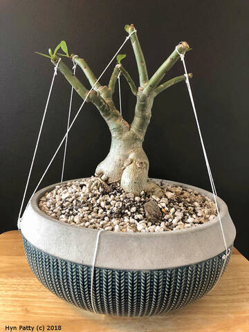 Baobab bonsai
