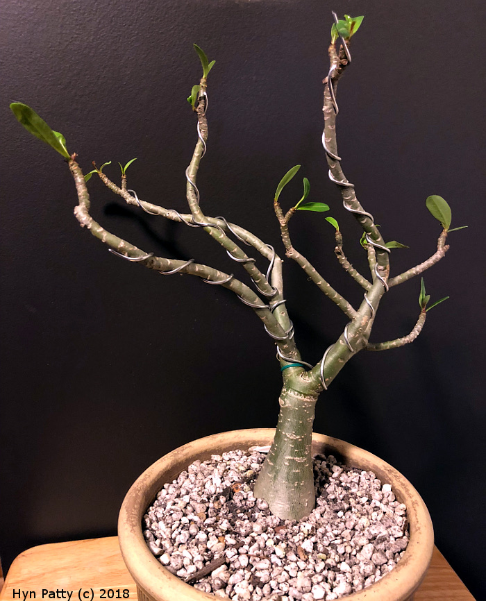 Baobab bonsai Wired_10