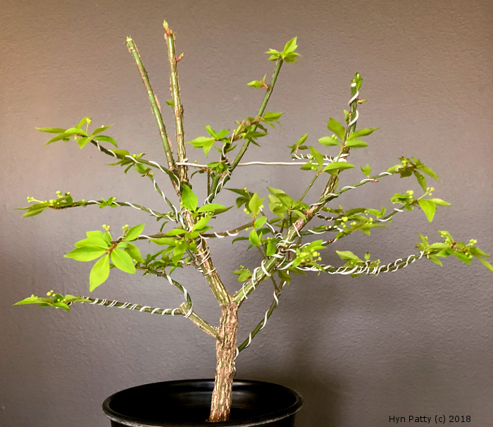 Euonymus alatus 'Compacta' aka Burning Bush or Spindle Tree Wired_11