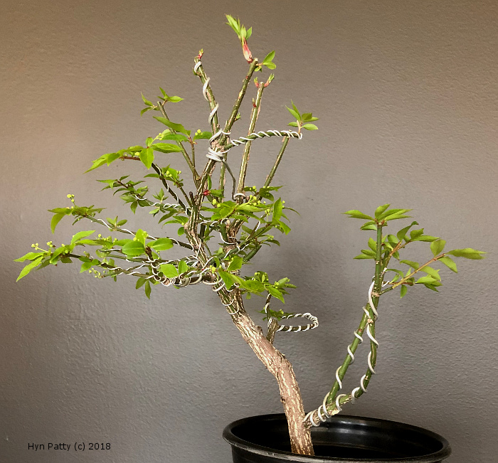 Euonymus alatus 'Compacta' aka Burning Bush or Spindle Tree Wired_13