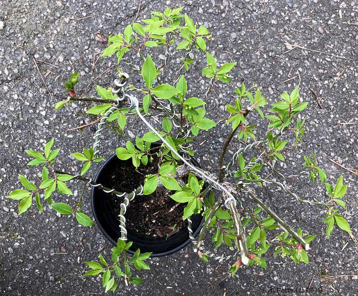 Euonymus alatus 'Compacta' aka Burning Bush or Spindle Tree Wired_14