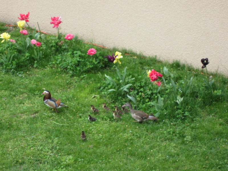 famille mandarin Img_0915