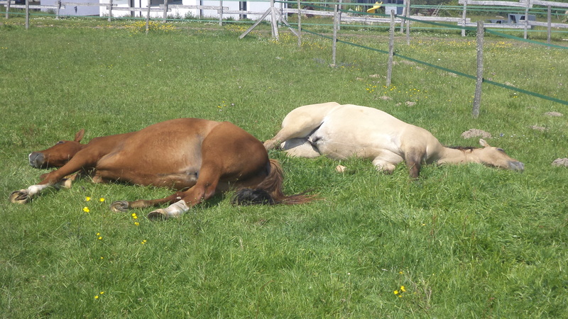 Django de Jelma, Eog et Irish de Cravans, hongres TF, adoptés par Axie et Sav (2017/8/20) - Page 6 Dsc06511