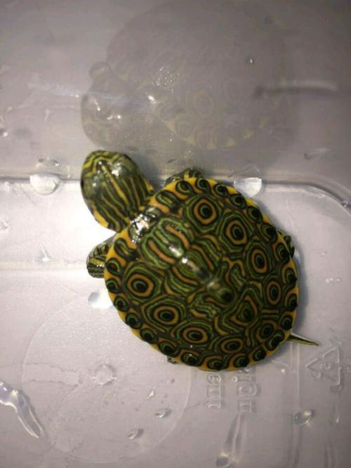  mes bebes tortues Chrysemys et Pseudemys 29389414