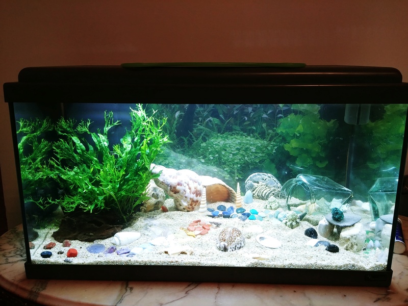 aquarium - Oscar et son premier aquarium 60L - sans pensionnaire 20180412