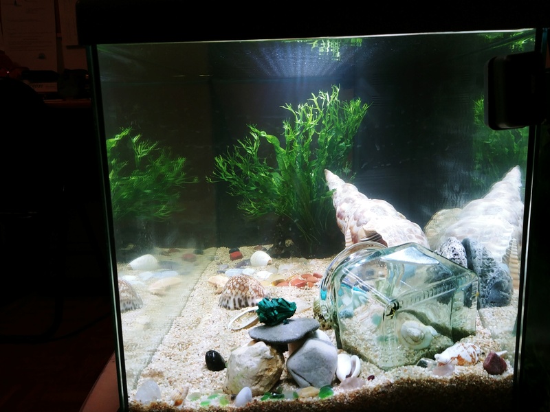 Oscar et son premier aquarium 60L - sans pensionnaire 20180414