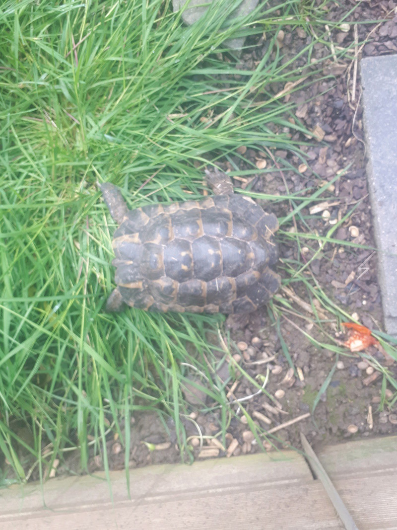 Pouvez vous m'aidez a identifié mes tortues  20180416