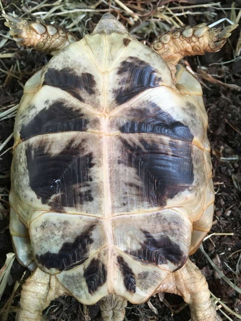 Aide pour identifier l'espèce des mes tortues Img_2912