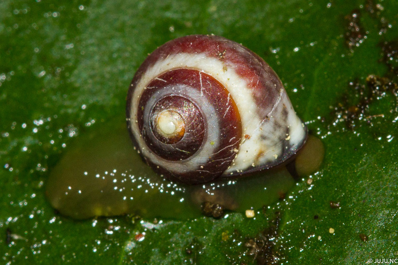 Gastéropodes terrestres de Nouvelle-Calédonie _mg_5914