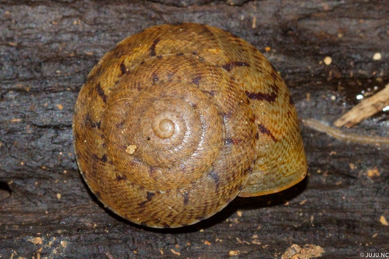 Gastéropodes terrestres de Nouvelle-Calédonie _mg_8511