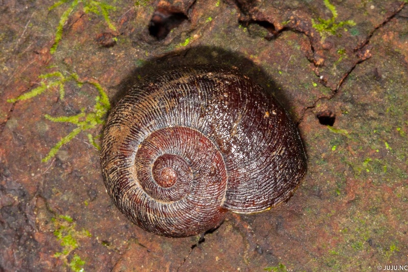 Gastéropodes terrestres de Nouvelle-Calédonie _mg_9111