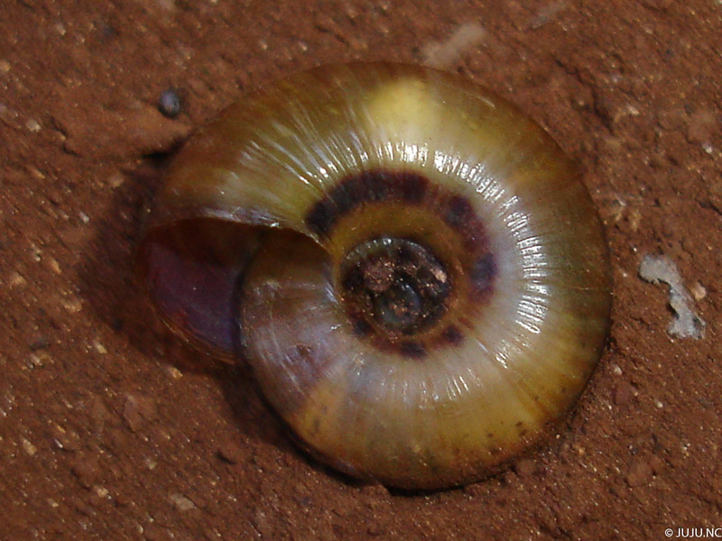 Gastéropodes terrestres de Nouvelle-Calédonie Dsc05413
