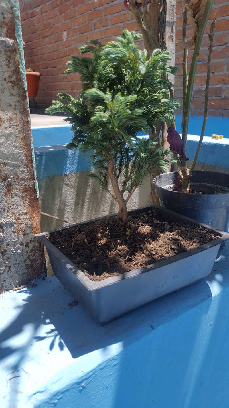Ayuda con el nombre de estos bonsai 20180410