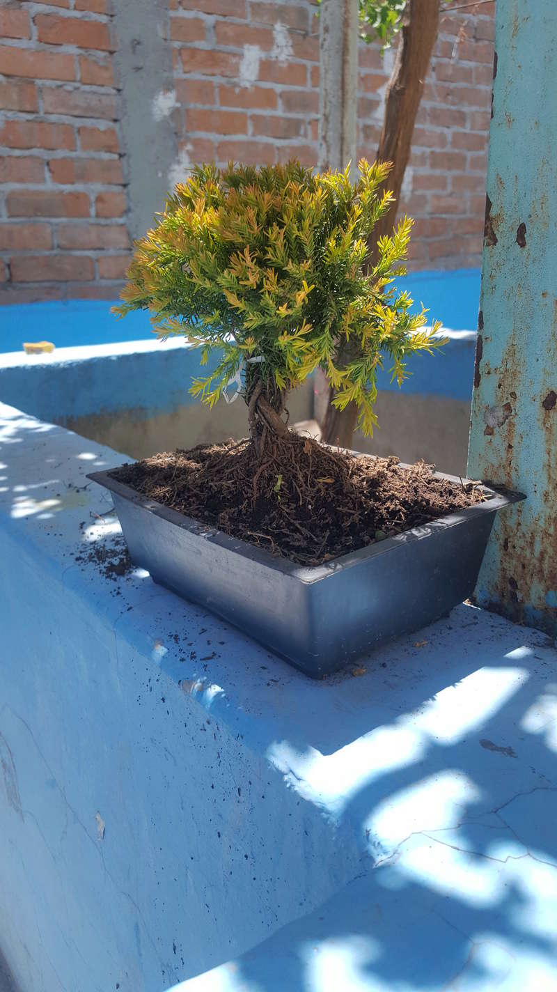 Ayuda con el nombre de estos bonsai 20180411