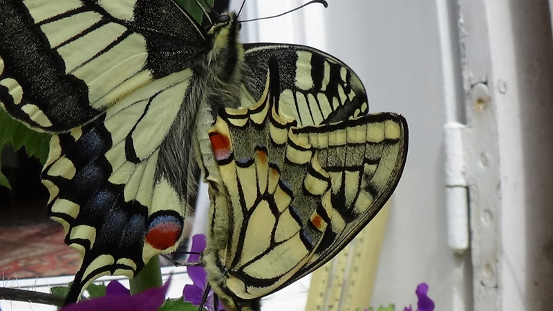 accouplement Papilio machaon Dsc00110