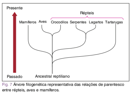 Diferença de Cladograma e Árvore Filogenética Filoge10