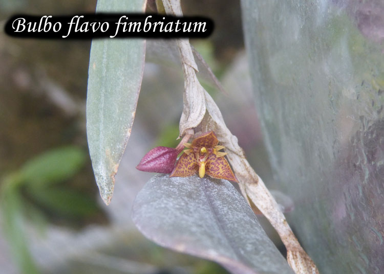 Bulbophyllum flavofimbriatum B_flav11
