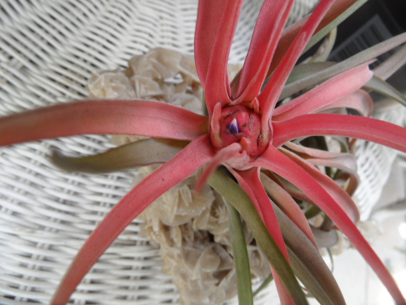 Tillandsia - Page 7 Sam_0235