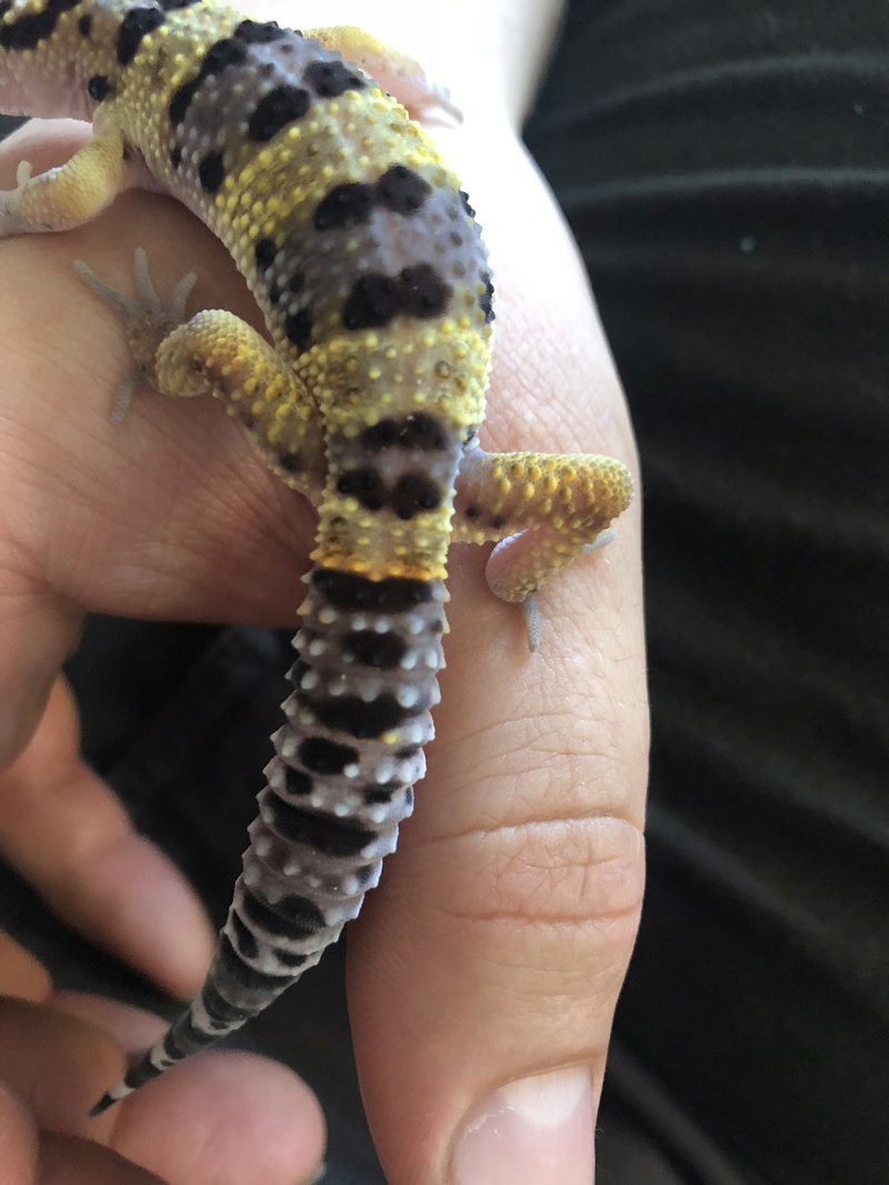 Quelles sont les phases de mes geckos ?  7dc67810