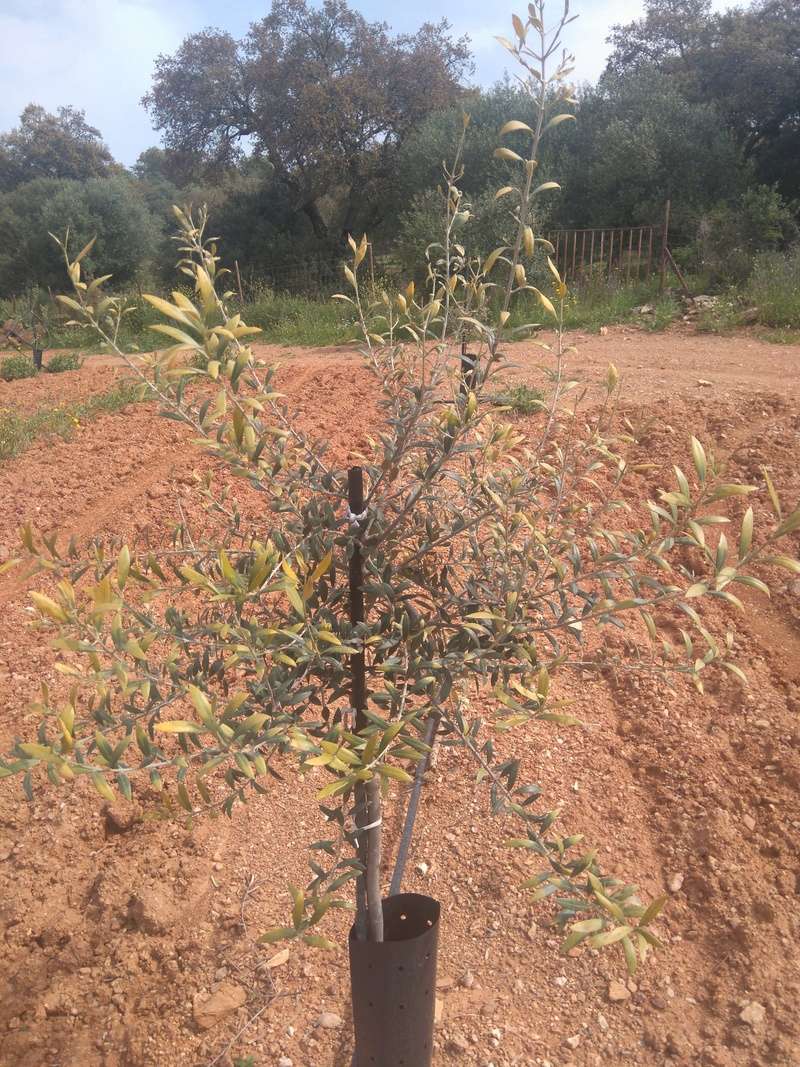 Plantones con los crecimientos secos (Córdoba) Sector14
