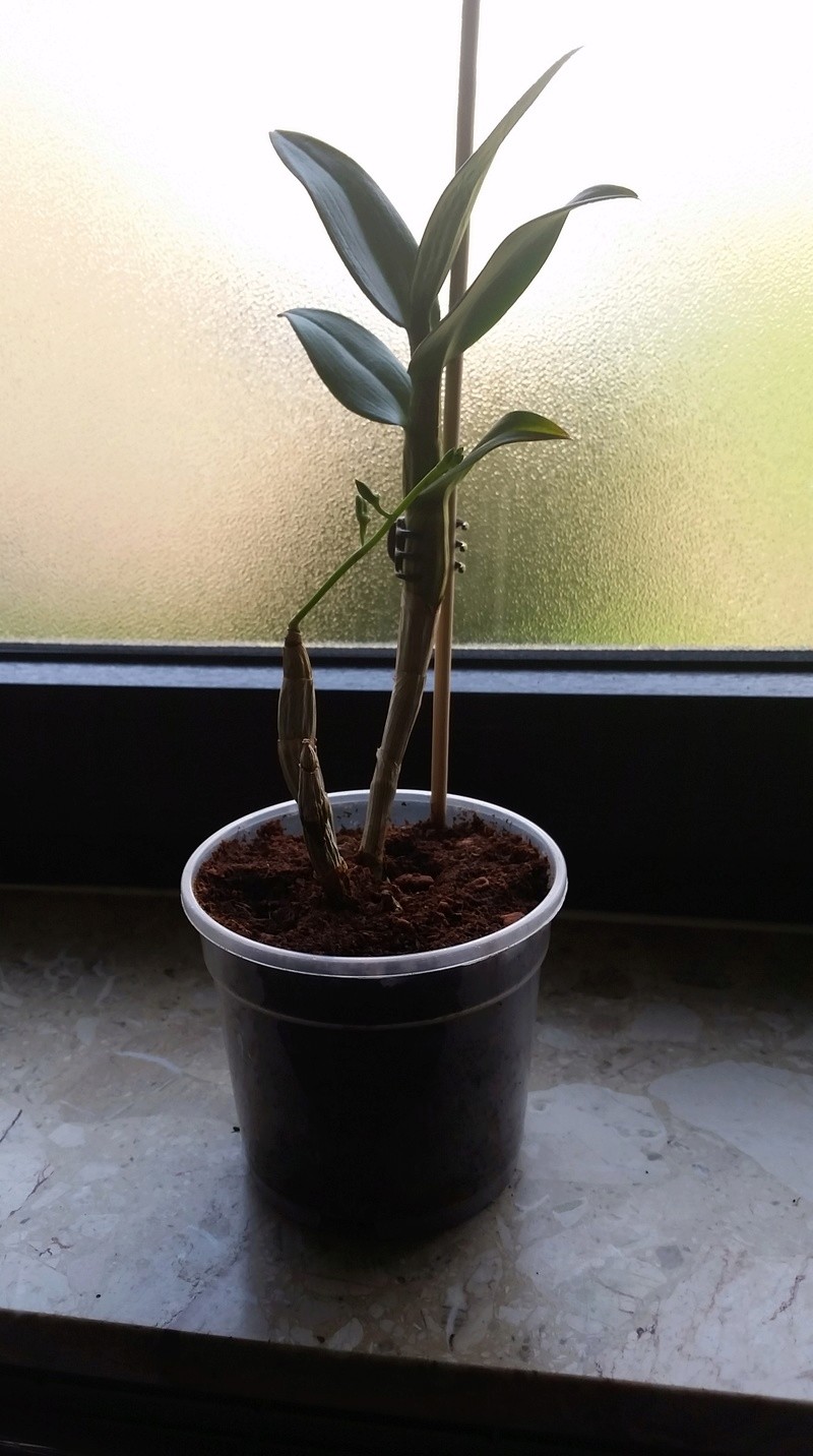 Dendrobium Phalaenopsis 20180410