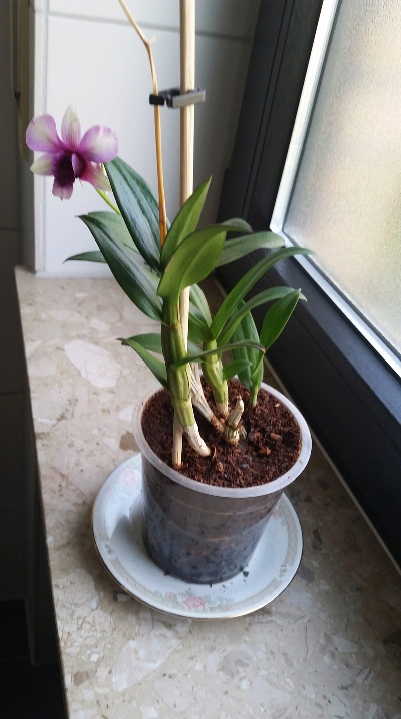 Dendrobium Phalaenopsis 20180412