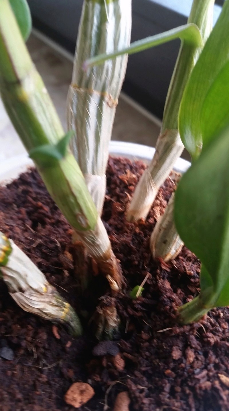Dendrobium Phalaenopsis 20180413