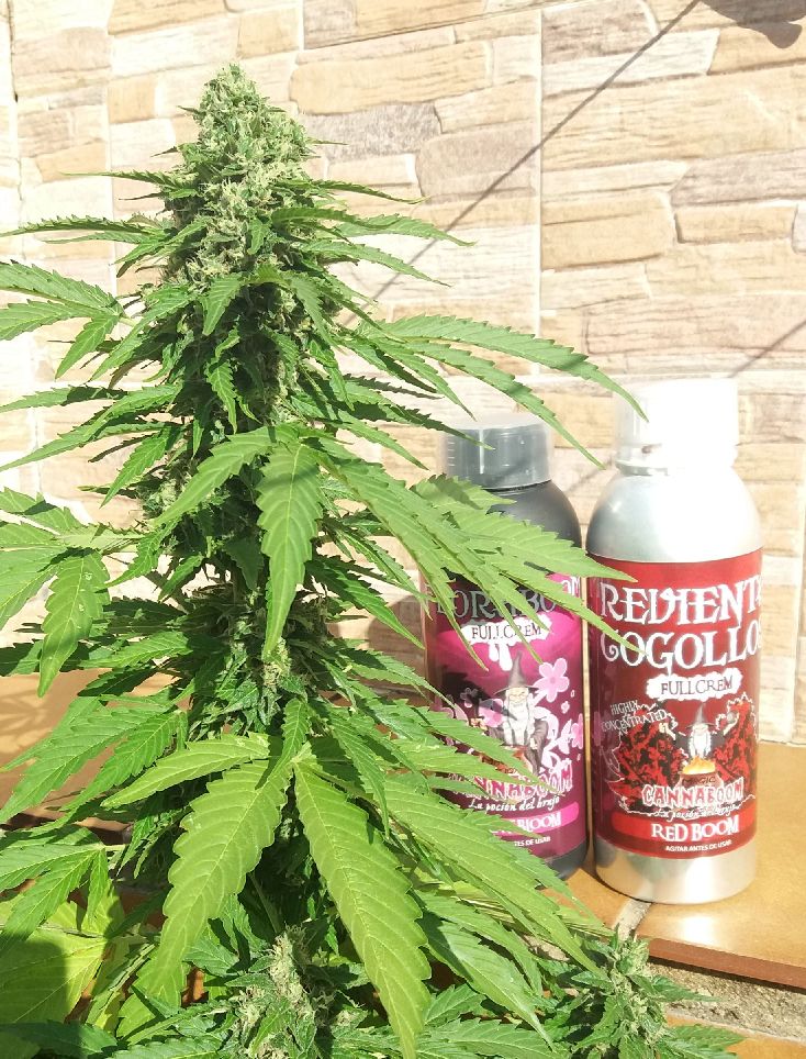 Seguimiento SOG Critical Purple 190w Autoam10