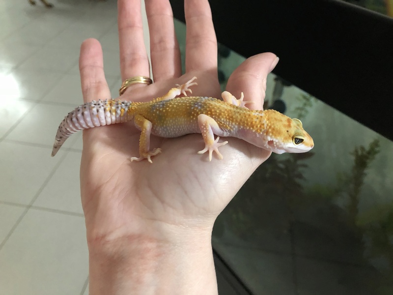Question Gecko Leopard - Phase ? - Appetit ^^ Img_5013