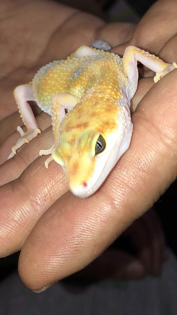 Question Gecko Leopard - Phase ? - Appetit ^^ Img_5015