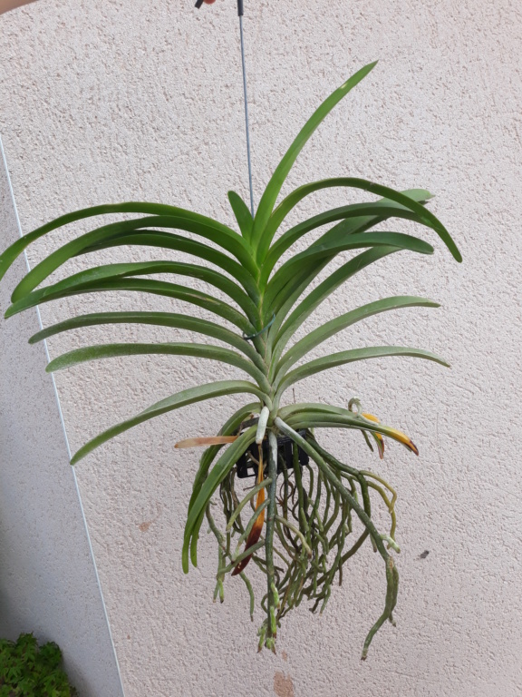 Une nouvelle Vanda 15983711