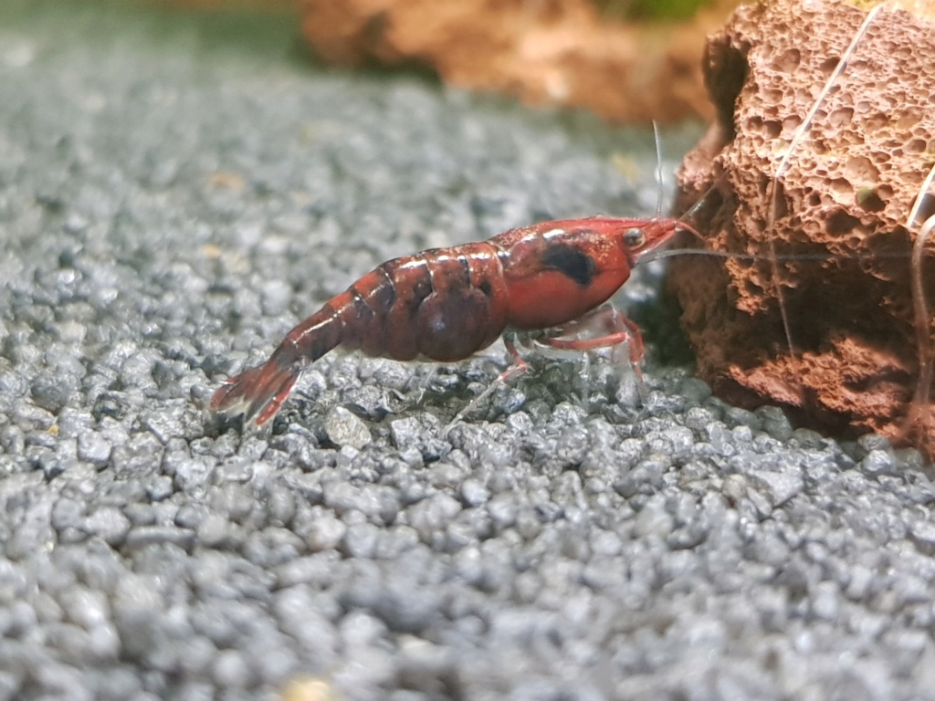 Resultado del cruce de colores en neocaridina. 20181119