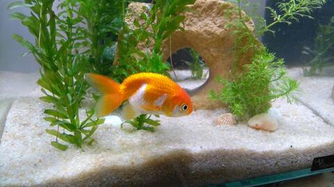 Quel Quantite Precise De Nourriture Pour Bebe Ranchu Quel Quantite Precise De Nourriture Pour Bebe Ranchu