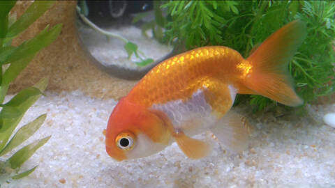 Quel Quantite Precise De Nourriture Pour Bebe Ranchu Quel Quantite Precise De Nourriture Pour Bebe Ranchu