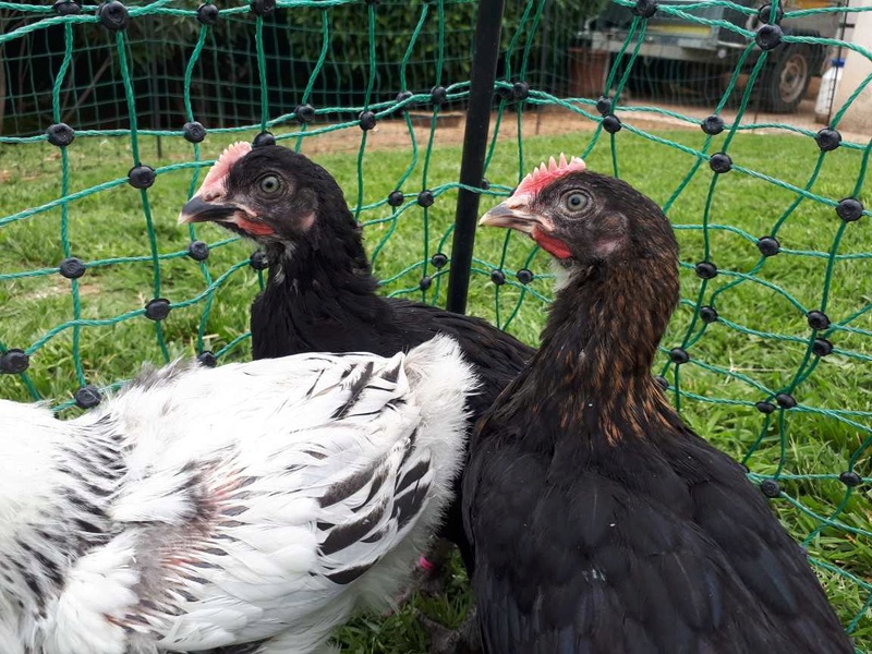 Sexage Marans NCC et Marans Blanc Hermine 9d4e5010