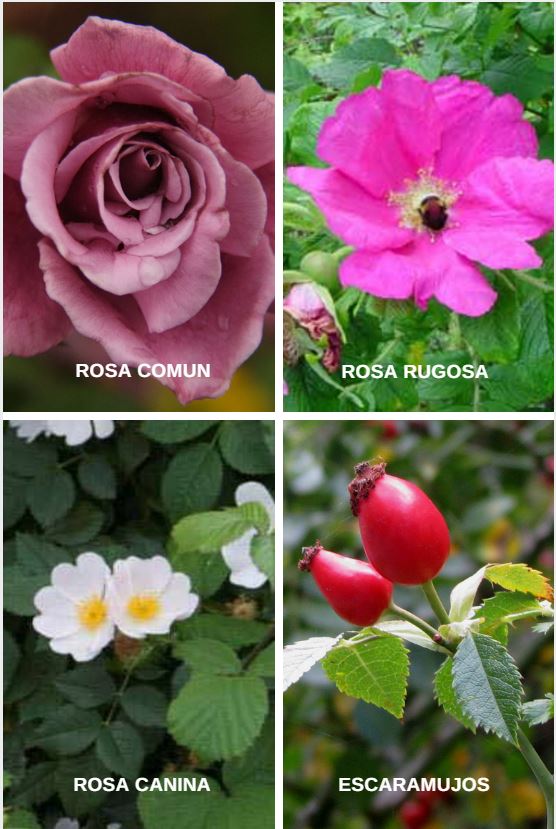 Rosas (Todas las especies familia Rosaceae) Rosas10