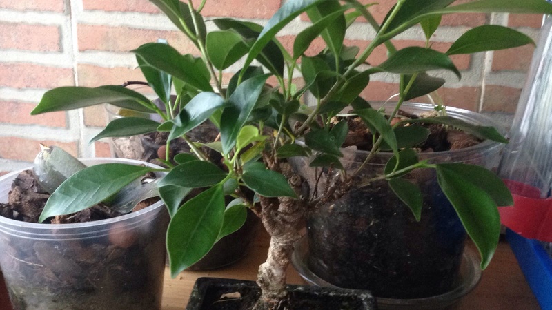 Ayuda identificar especie Bonsai11