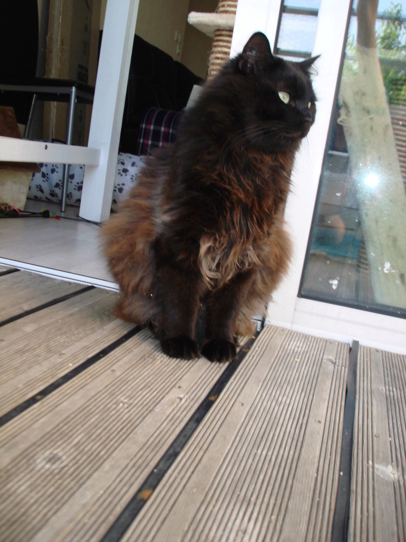 INDIGO, chat européen noir aux poils mi-longs, né en 2012 Dsc02111