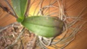 Unbekannte Orchideenart sieht krank aus Wp_20113