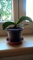 Unbekannte Orchideenart sieht krank aus Wp_20123